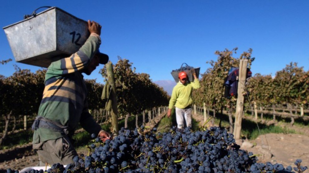 La vendimia de San Rafael fue la más alta a pesar de los precios bajos