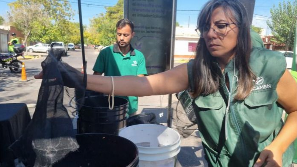  Mendoza perfecciona su lucha contra el dengue con mosquitos estériles