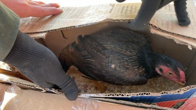 Rescatan gallos de pelea y hallan restos de una columna vertebral 