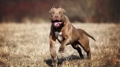 Córdoba: un bebé de 9 meses sufrió graves heridas en la cabeza tras el ataque de un pitbull